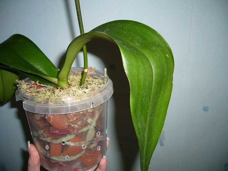 Грунт для пересадки орхидей в домашних условиях. субстрат своими руками.