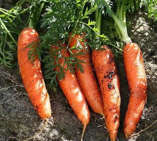 Морковь дикая — википедия