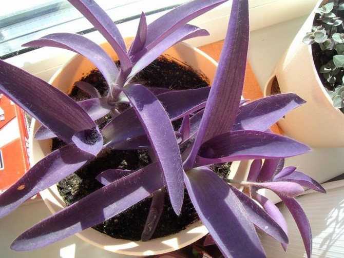 Сеткреазия пурпурная: уход в домашних условиях, размножение, фото