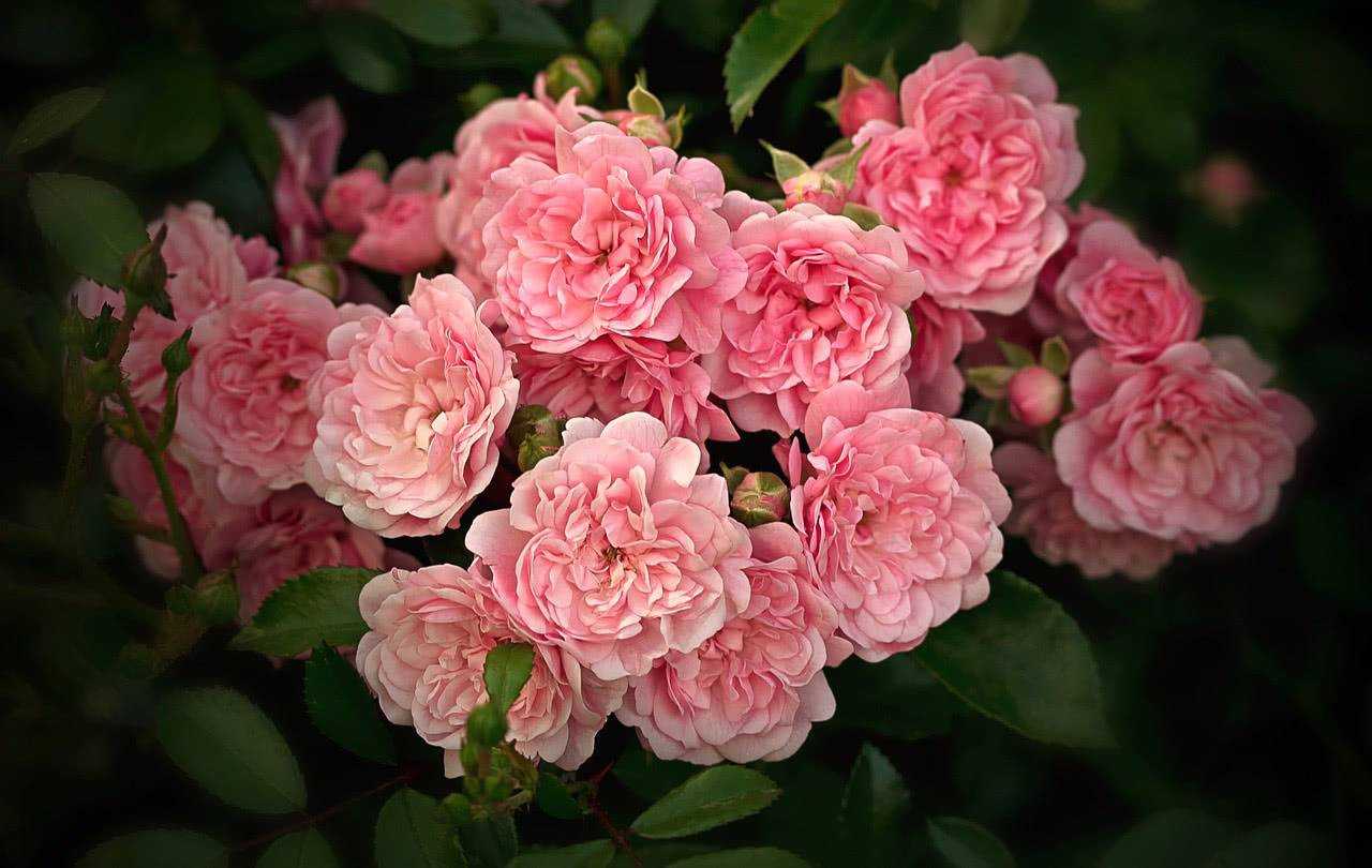 Почвопокровная роза «фейри»: описание, выращивание