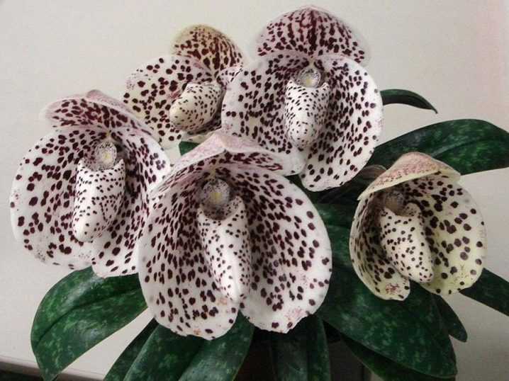 Как ухаживать за орхидеей дракула в домашних условиях