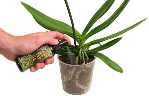 Как часто поливать орхидею фаленопсис в домашних условиях