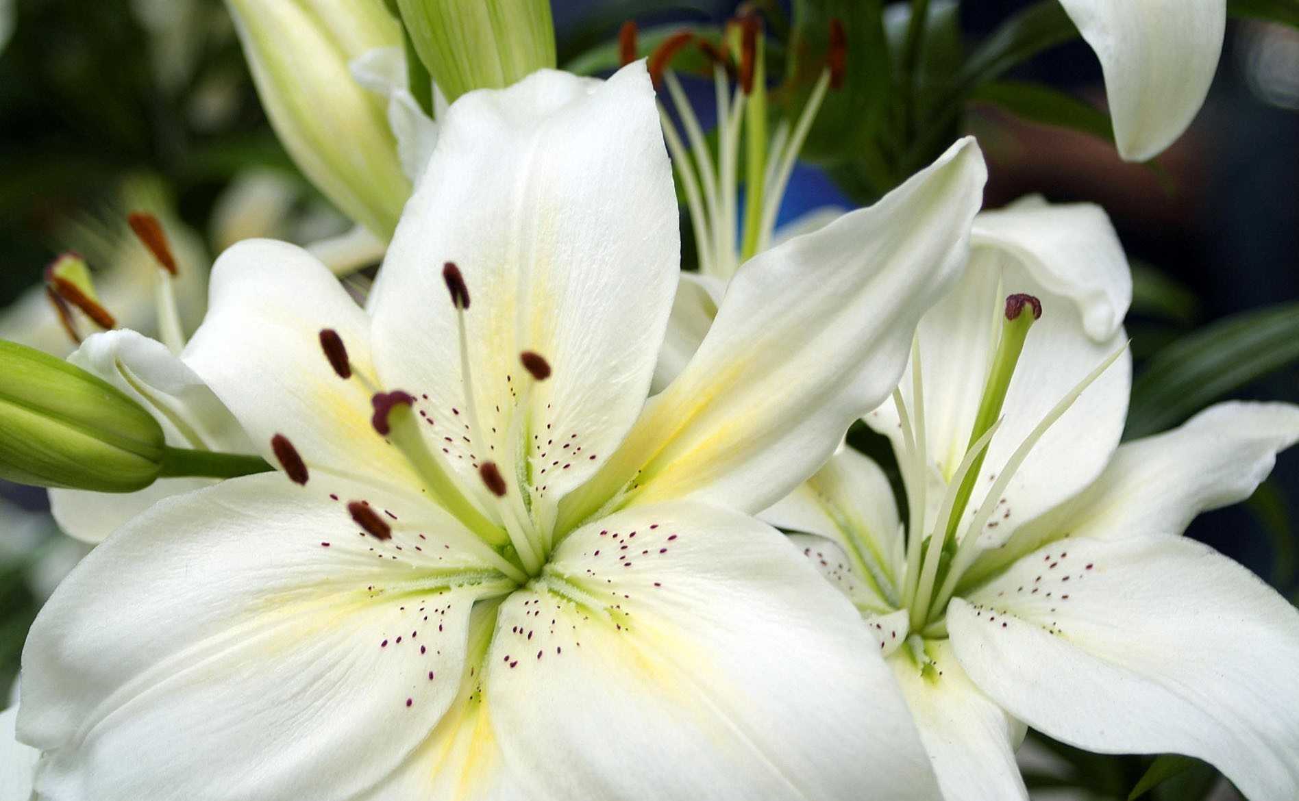 Мини-лилия: какая называется цветок мелкий, белый, на толстом стебле