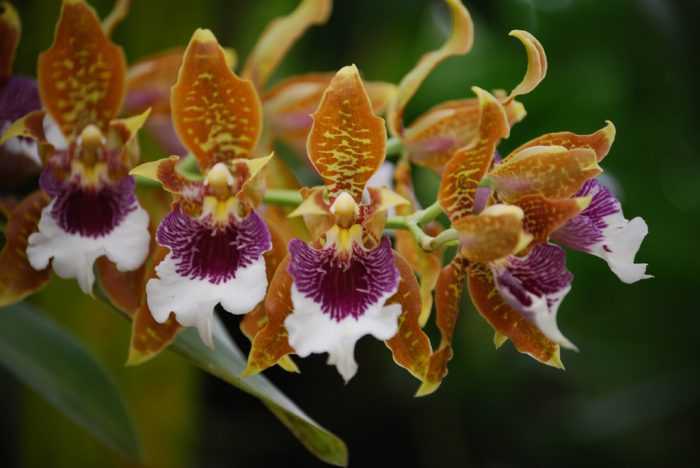 Данная орхидея довольно светолюбива и нуждается в хорошей освещенности Однако ее следует оберегать от воздействия прямых лучей солнца Частота полива напрямую связана с температурой окружающей среды одонтоглоссума