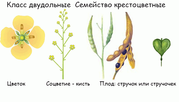 Выращивание редиса: агротехника овоща для открытого грунта и теплицы, а также как правильно посадить и прореживать, можно ли пикировать, каким образом ухаживать?  русский фермер