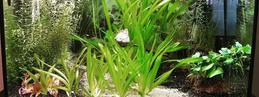 Валлиснерия гигантская-аквариумное растение | домашний аквариум
валлиснерия гигантская – домашний аквариум