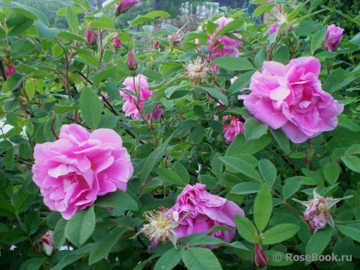 Морщинистая роза (31 фото): описание сортов «альба», «ханса» и «рубра», посадка и уход за розами, размер их кроны