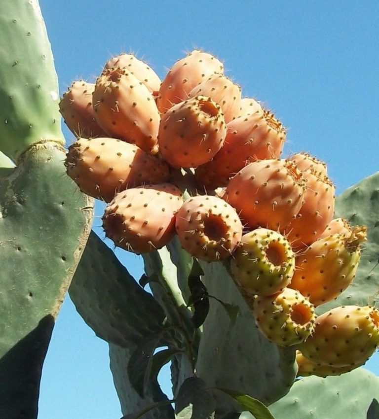 Разновидности кактуса опунции, уход, варианты размножения и цветения