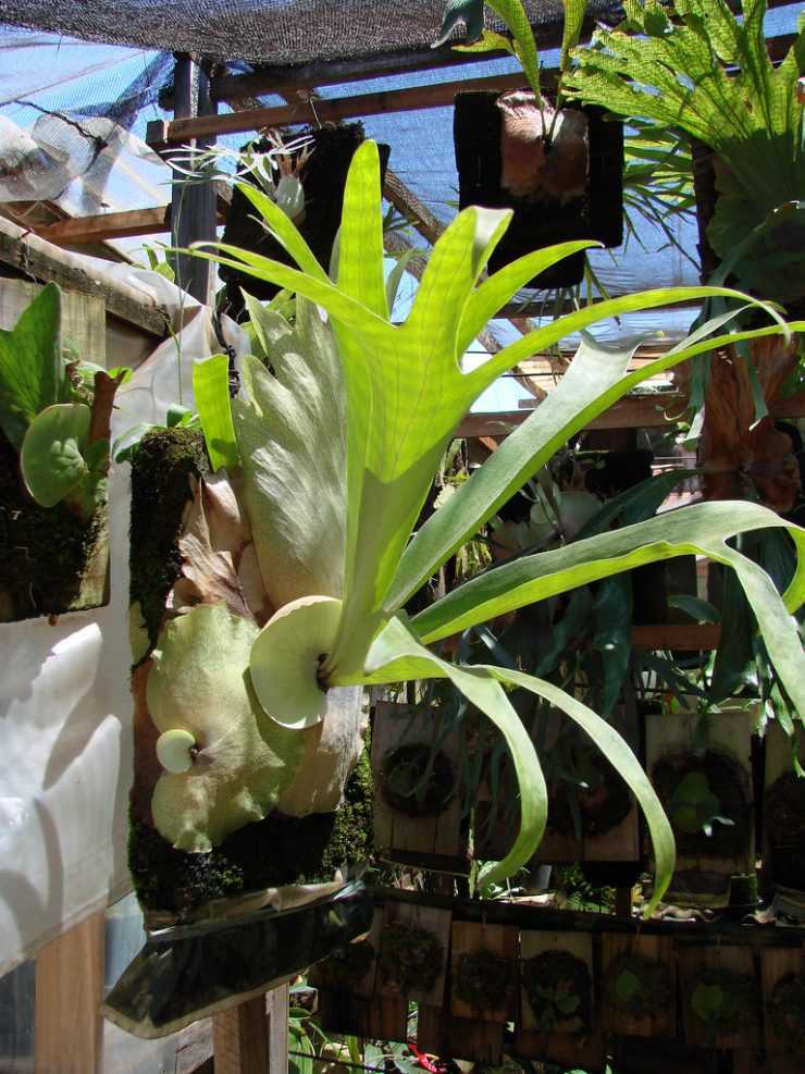 Платицериум виды с фото, уход за комнатным растением дома