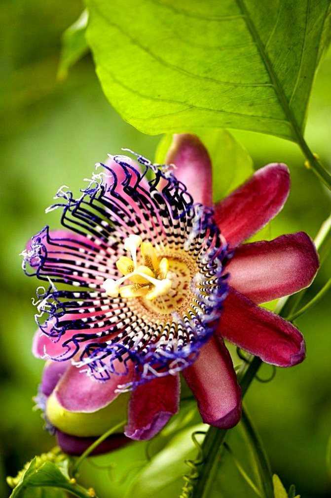 Пассифлора (страстоцвет)- выращивание и уход в домашних условиях