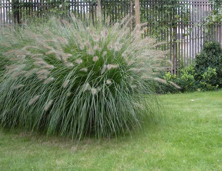 Пустырник трава: польза и применение для здоровья