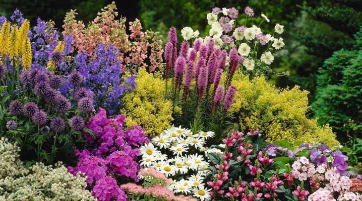 Однолетние цветы для дачи на все лето: какие выбрать