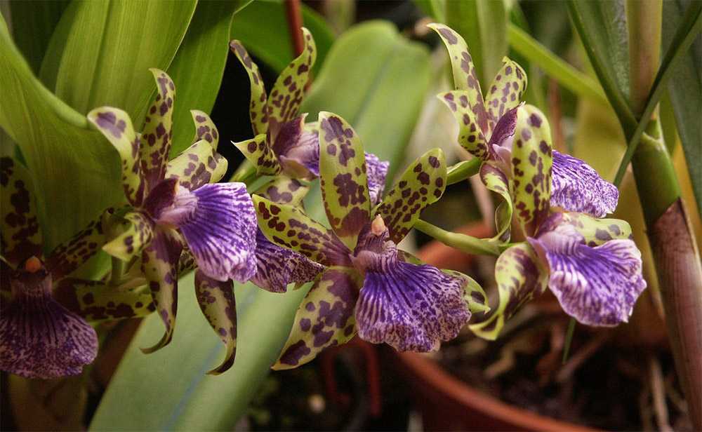 Представители данного рода являются наиболее капризными и требовательными в уходе из всего обширного семейства орхидные Чтобы такой цветок нормально рос и развивался, ему нужно обеспечить условия, максимально похожие на естественные