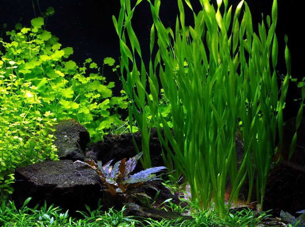 Самые неприхотливые аквариумные растения для начинающих: список с фото, названиями и описанием - ribulki.ru