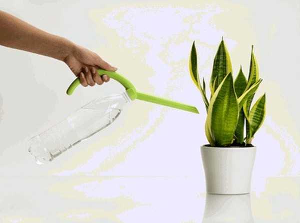 Как ухаживать за драценой в домашних условиях: правила полива и пересадки растения