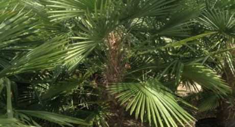 Трахикарпус форчуна: веерная пальма. уход в домашних условиях