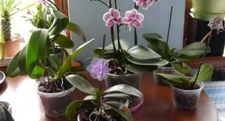 Орхидея мильтония: фото, описание видов и уход - проект "цветочки" - для цветоводов начинающих и профессионалов