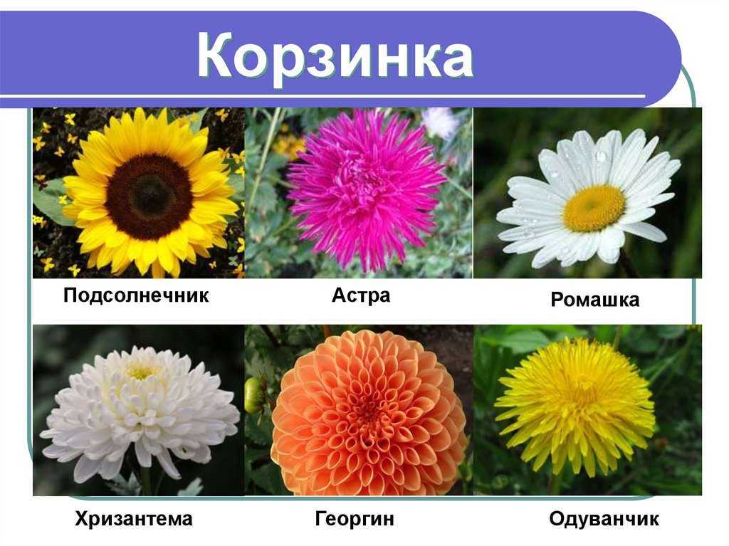 Разновидности цветов для букетов