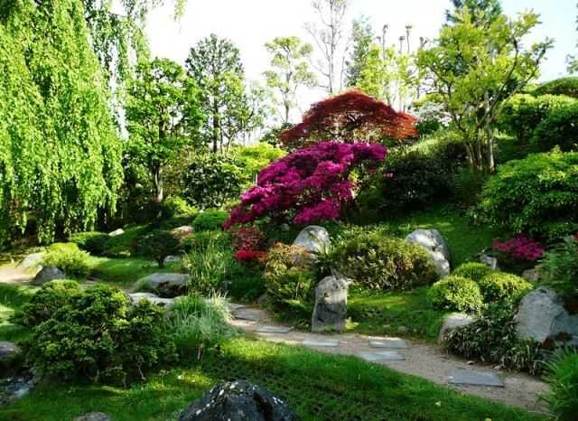 Декоративные деревья для сада: выбор красивоцветущих садовых культур, посадка и уход за растениями