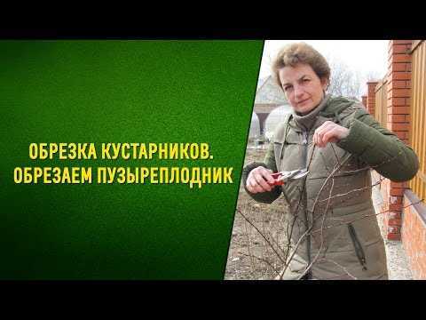 Три группы обрезки клематисов русский фермер
