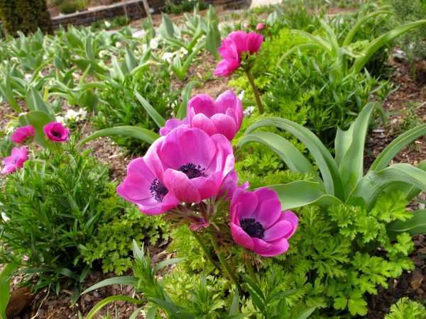 Анемона — посадка и уход в открытом грунте, фото цветка, выращивание