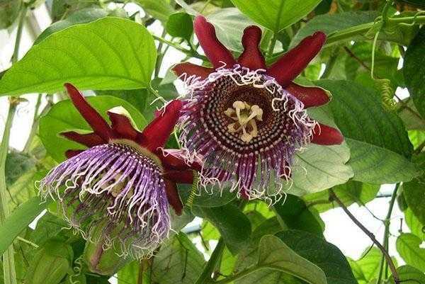 Домашний цветок пассифлора – выращивание, виды и размножение