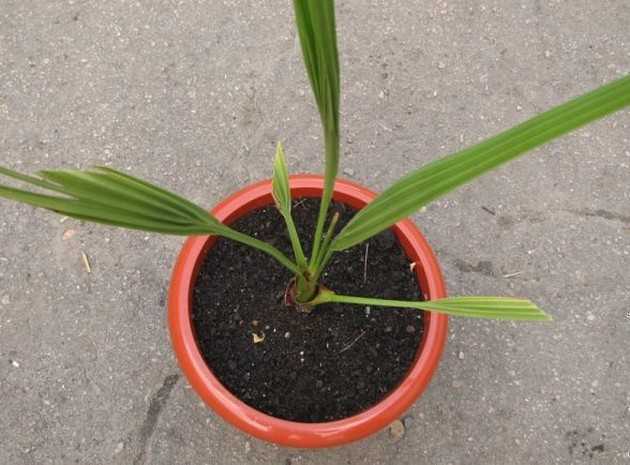 Финиковая пальма – экзотика в домашних условиях