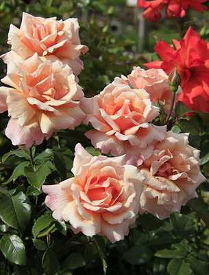 Весенняя передержка роз: в грунт или на балкон