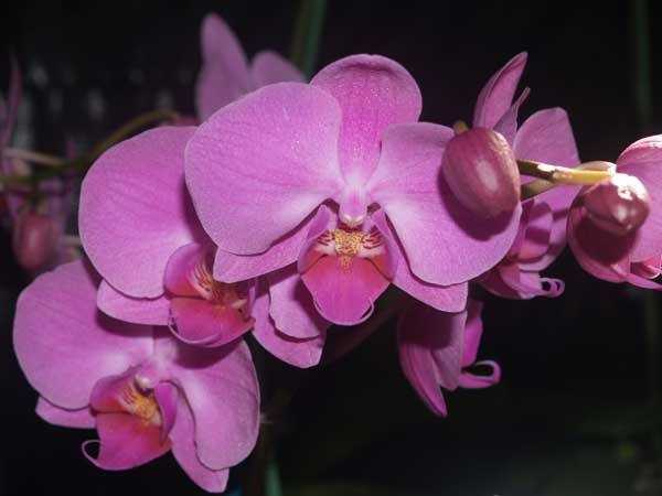 Сколько живет орхидея фаленопсис и как омолодить старое растение? уход за цветком в разные периоды