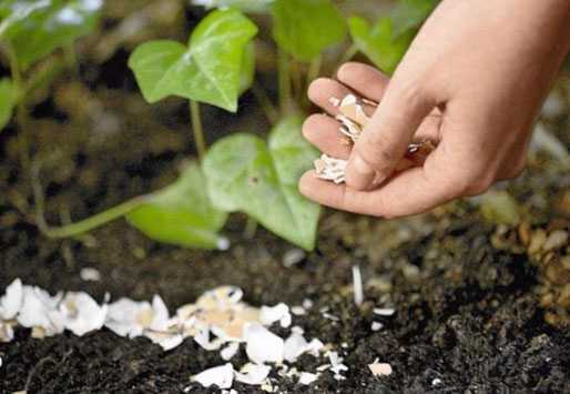 Удобрения для садовых цветов. как обеспечить пышное и продолжительное цветение