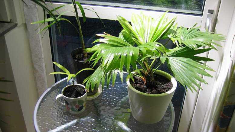 Пальма ливистона: выращивание в домашних условиях, виды с фото