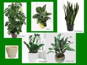 Теневыносливые комнатные растения: фото и названия
