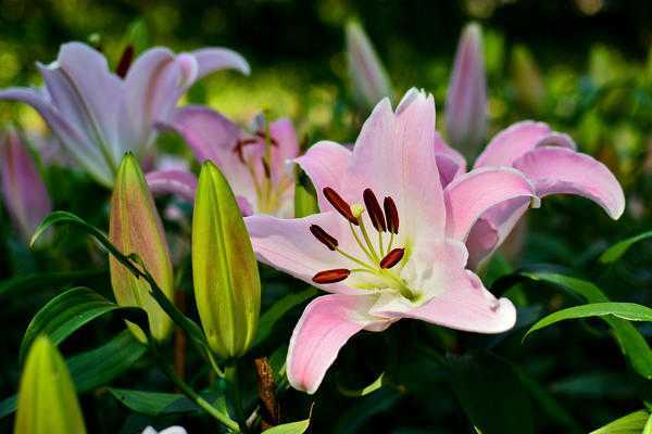 Лилия садовая: посадка и уход в открытом грунте, фото сортов и названия