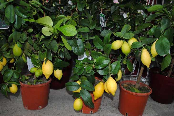 Как вырастить лимон из косточки в домашних условиях с плодами — правила + фото | life reactor | яндекс дзен