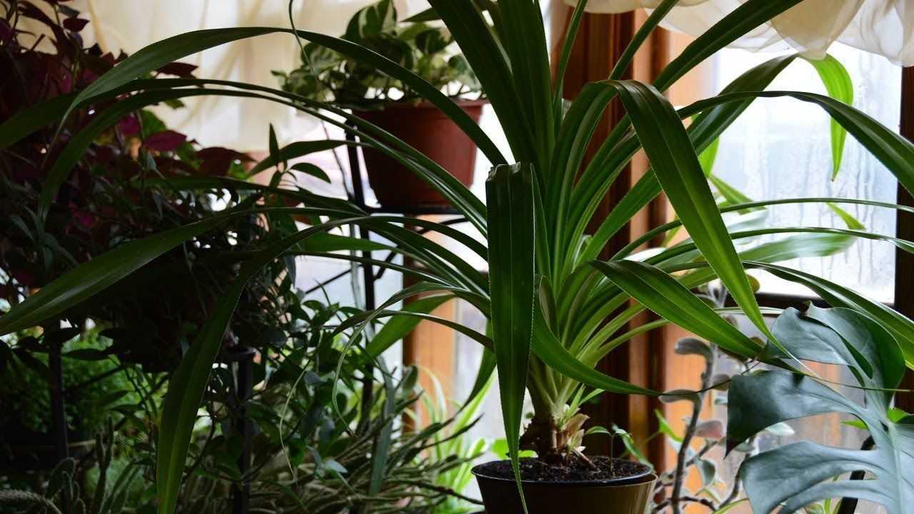 Панданус: уход в домашних условиях за вечнозеленым тропическим растением