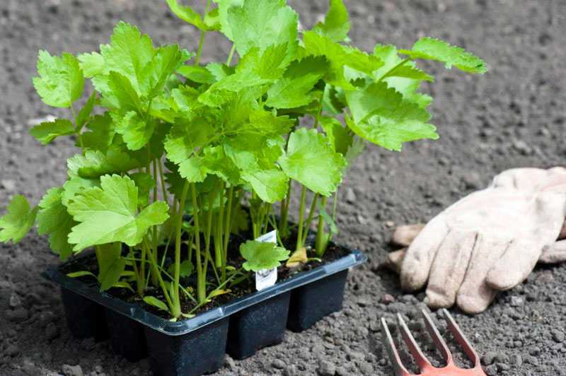 Пастернак: как выращивать, как сажать семенами в открытый грунт, уход, посадки весной, как сеять на рассаду, уборка и хранение