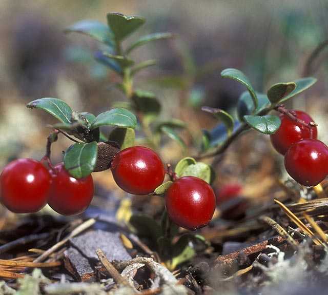 Брусника (Vaccinium vitis-idaea) ― это ягодный вечнозеленый кустарник Данный вид является представителем рода Вакциниум, в природе он распространен в тундровой и лесной зонах