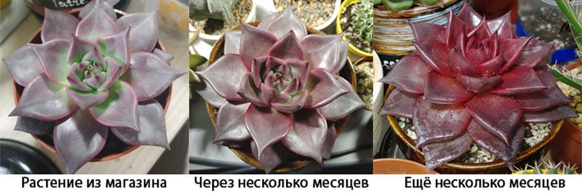 Физалис, посев и выращивание рассады, мастер-класс с фото на supersadovnik.ru