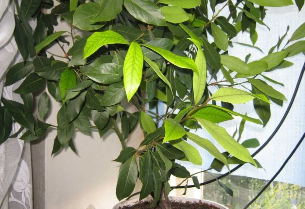 Лавровое дерево: выращиваем самостоятельно в домашних условиях