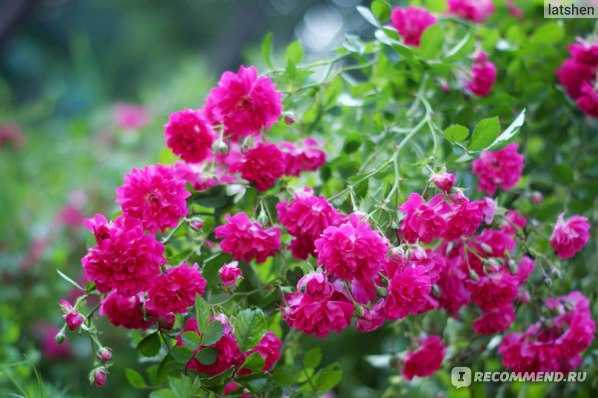 Роза супер дороти: описание, фото и отзывы садоводов