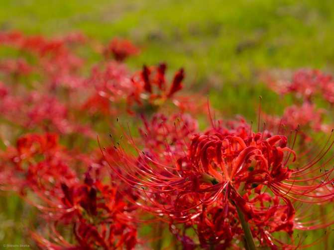 Цветок смерти ликорис: значение цветка, фото, посадка и уход