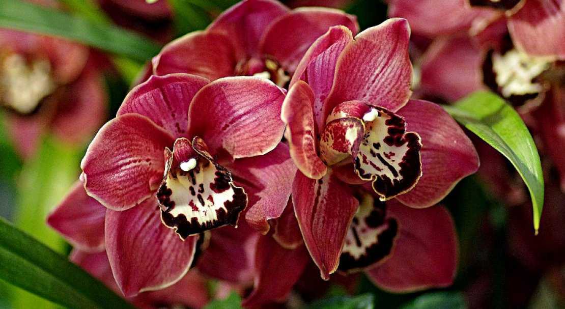 Орхидея дракула: описание, выращивание, посадка и уход в домашних условиях, фото