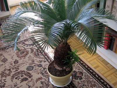 Пальма бутия: уход в домашних условиях, пересадка и размножение