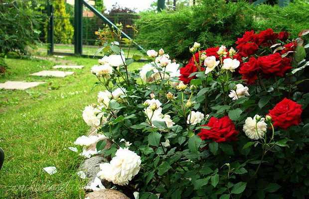 Сорта миниатюрных роз для сада и выращивания в домашних условиях, уход за миниатюрными розами