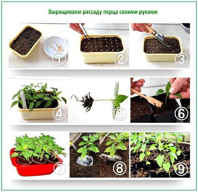 Подготовка семян перца к посадке на рассаду: способы, фото, инструкции
