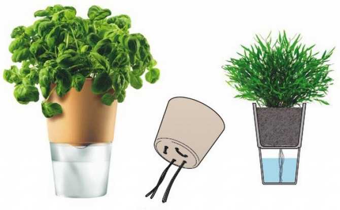 Все, что нужно знать о фитильном поливе комнатных растений - "цветоводство" :: читать на сайте leplants.ru