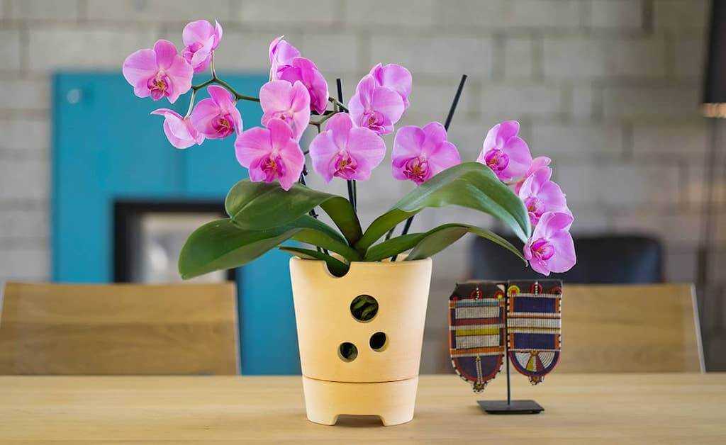 Орхидея зигопеталум