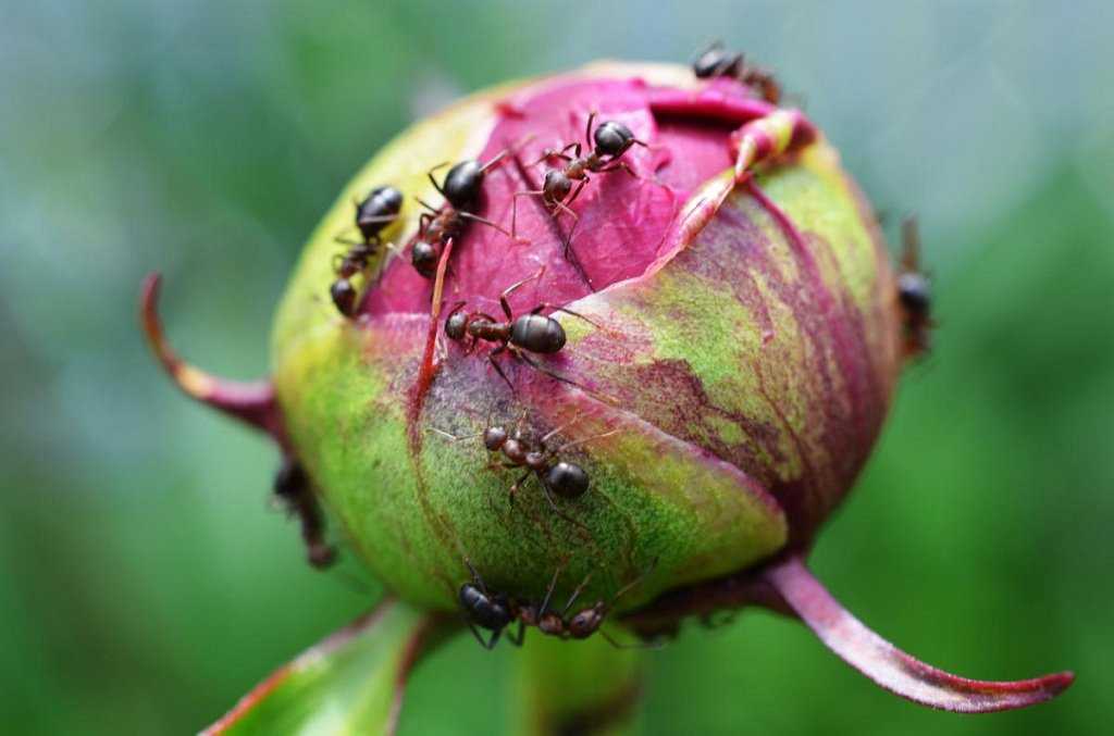 Чем опасны муравьи для пионов, и зачем с ними бороться Эффективные меры борьбы с муравьями на пионах: ловушки, ядовитые приманки, препараты, народные средства,