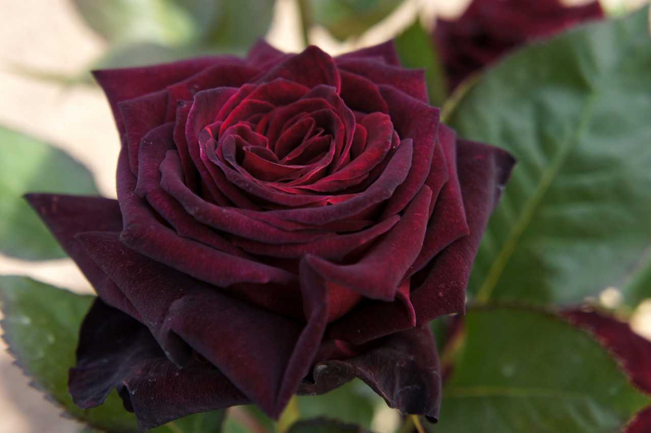 Роза Блэк Баккара обязательно станет украшением вашего садового участка, благодаря необычному, почти чёрному цвету Она относительно устойчива к некоторым
