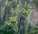 Травянистое растение фенхель обыкновенный (Foeniculum vulgare) считается видом рода Фенхель семейства Зонтичные В народе его еще именуют укропом волошским, либо аптечным